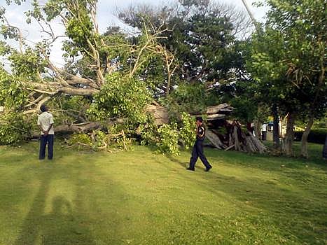 பழனியில் சூறைக்காற்று